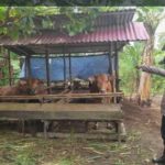 Bhabinkamtibmas Polsek Lumar Monitoring dan Cegah Penyakit Pada Ternak (PMK)