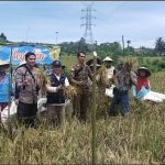 Briptu Jemmy Wakili Kapolsek Hadiri Kegiatan Panen Padi Varietas Invari Di Desa Tiga Berkat Kec Lumar
